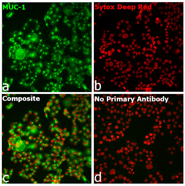 Human IgG (H+L) Secondary Antibody in Immunocytochemistry (ICC/IF)