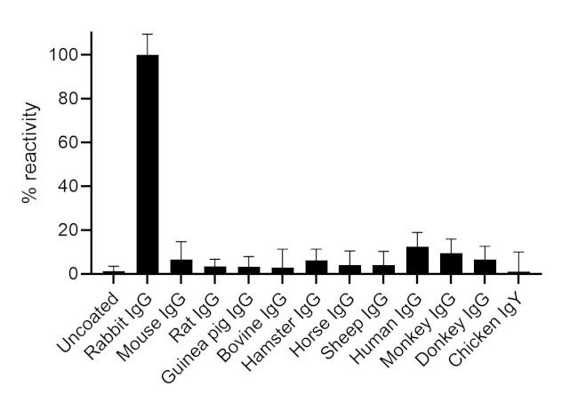 Rabbit IgG Fc Secondary Antibody