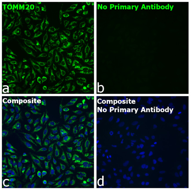 Rabbit IgG Fc Secondary Antibody in Immunocytochemistry (ICC/IF)