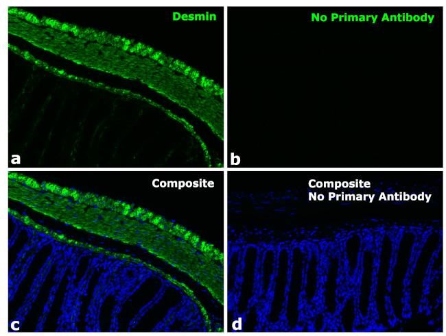 Rabbit IgG Fc Secondary Antibody in Immunohistochemistry (Paraffin) (IHC (P))