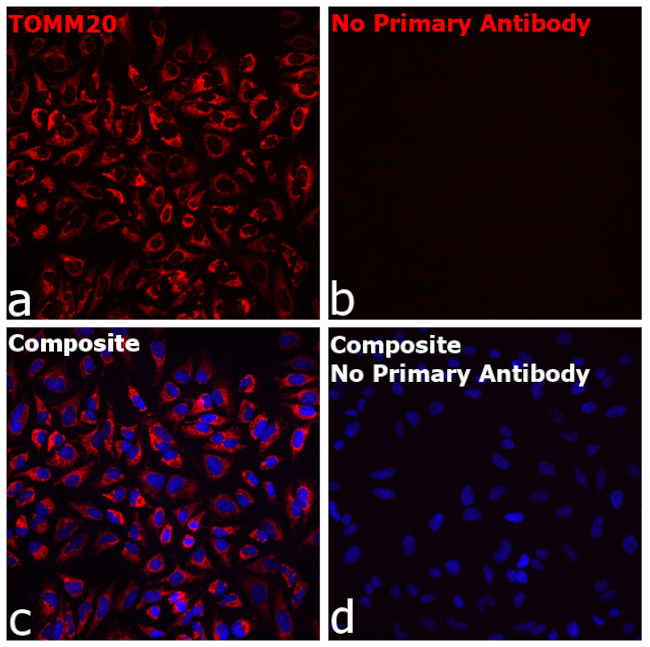 Rabbit IgG Fc Secondary Antibody in Immunocytochemistry (ICC/IF)