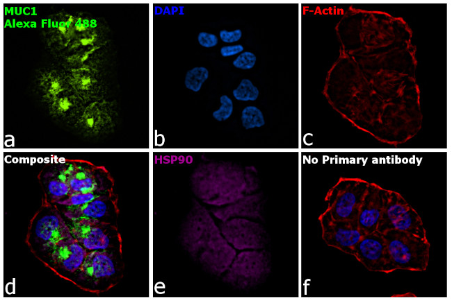 Armenian Hamster IgG (H+L) Highly Cross-Adsorbed Secondary Antibody