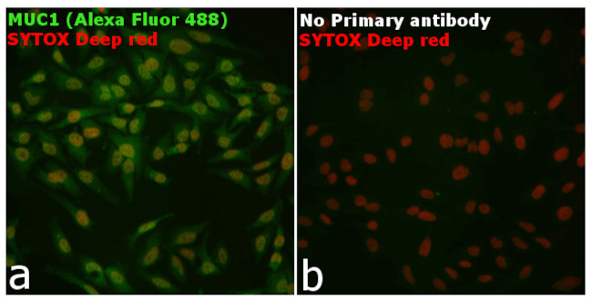 Armenian Hamster IgG (H+L) Highly Cross-Adsorbed Secondary Antibody in Immunocytochemistry (ICC/IF)