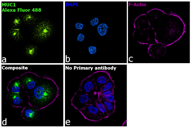 Armenian Hamster IgG (H+L) Highly Cross-Adsorbed Secondary Antibody in Immunocytochemistry (ICC/IF)