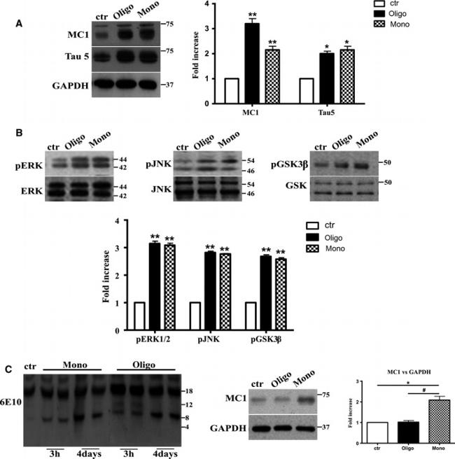 GSK3 alpha/beta Antibody in Western Blot (WB)