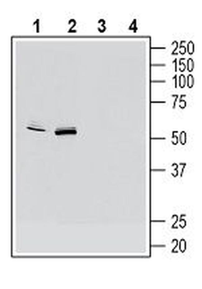 CX3CR1 (extracellular) Antibody in Western Blot (WB)