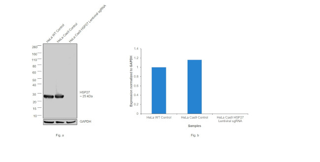 HSP27 Antibody