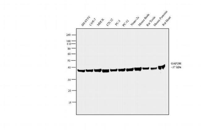 GAPDH Antibody in Western Blot (WB)