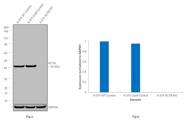 beta Actin Antibody