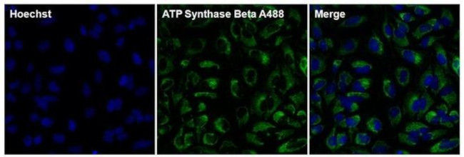 ATP Synthase beta Antibody in Immunocytochemistry (ICC/IF)