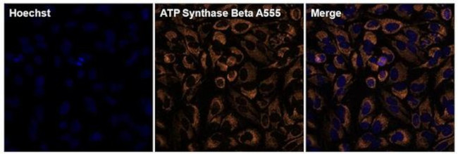 ATP Synthase beta Antibody in Immunocytochemistry (ICC/IF)