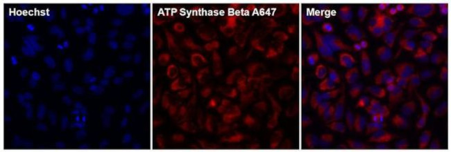 ATP Synthase beta Antibody in Immunocytochemistry (ICC/IF)