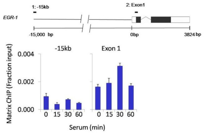 AKT Pan Antibody in ChIP Assay (ChIP)