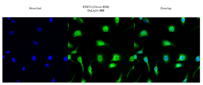 STAT3 Antibody in Immunocytochemistry (ICC/IF)