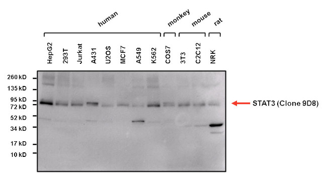 STAT3 Antibody in Western Blot (WB)