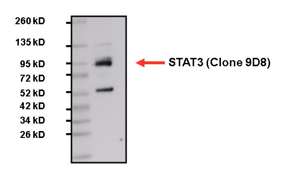 STAT3 Antibody in Western Blot (WB)