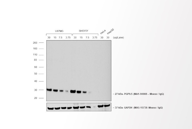 Mouse IgG (H+L) Cross-Adsorbed Secondary Antibody in Western Blot (WB)