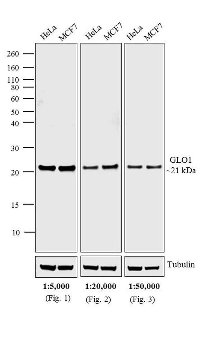 Mouse IgG (H+L) Cross-Adsorbed Secondary Antibody in Western Blot (WB)