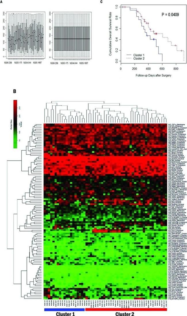 Bax Antibody in Immunohistochemistry (Paraffin) (IHC (P))