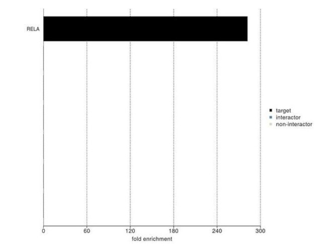 NFkB p65 Antibody