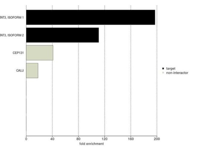 STAT3 Antibody