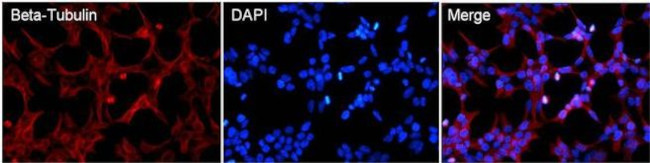 beta Tubulin Loading Control Antibody in Immunocytochemistry (ICC/IF)