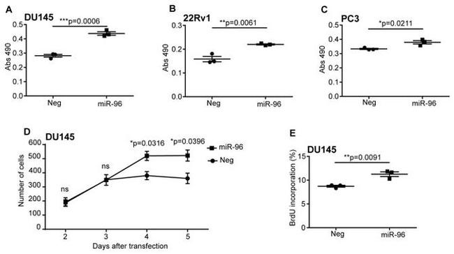 BrdU Antibody in Flow Cytometry (Flow)