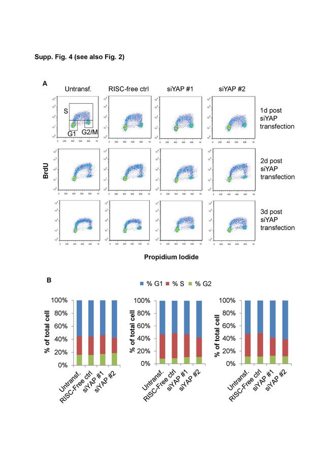 BrdU Antibody in Flow Cytometry (Flow)