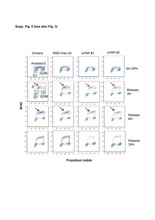 BrdU Antibody in Flow Cytometry (Flow)