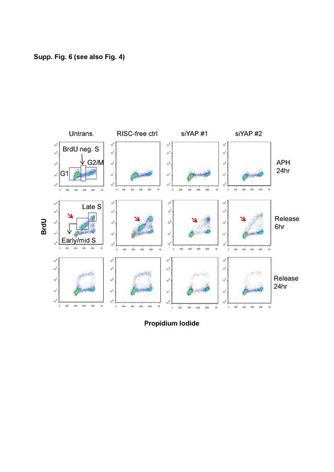 BrdU Antibody in Flow Cytometry (Flow)