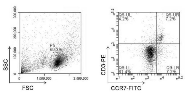 CCR7 Antibody in Flow Cytometry (Flow)