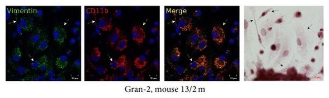 CD11b Antibody in Immunocytochemistry (ICC/IF)