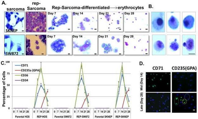 CD71 (Transferrin Receptor) Antibody in Immunocytochemistry (ICC/IF)