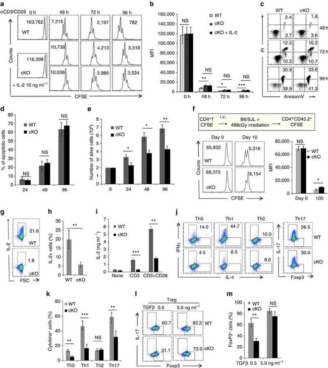 CD28 Antibody in Flow Cytometry, T-Cell Activation (Flow, TCA)