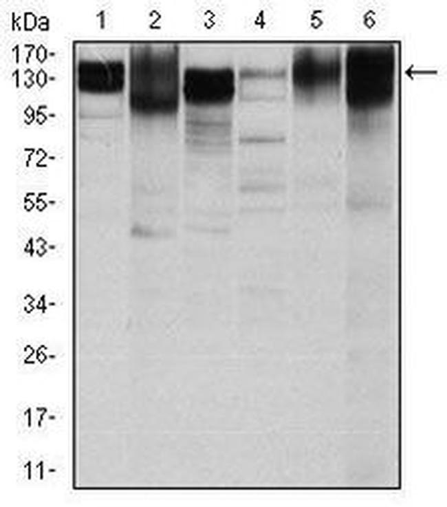 ITGB1 Antibody in Western Blot (WB)