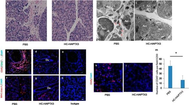 MHC Class II (I-A/I-E) Antibody in Immunohistochemistry (IHC)