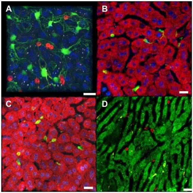 CD8a Antibody in Immunohistochemistry (IHC)