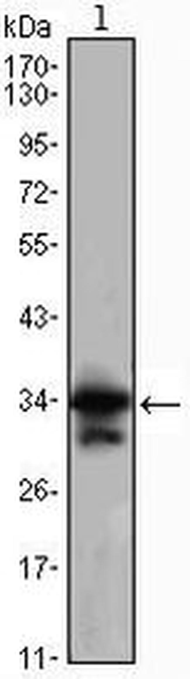 CDK1 Antibody in Western Blot (WB)