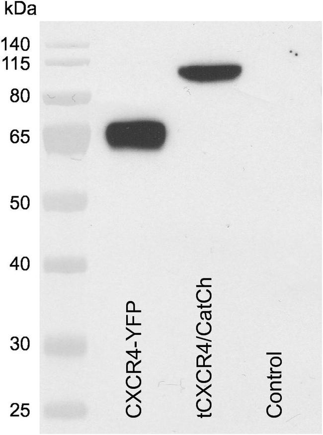 CD184 (CXCR4) Antibody in Western Blot (WB)