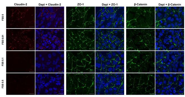 Claudin 2 Antibody in Immunocytochemistry (ICC/IF)