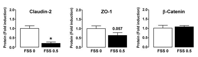 Claudin 2 Antibody in Western Blot (WB)