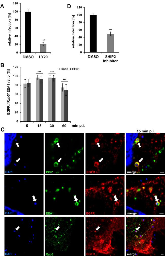 EGFR Antibody in Immunocytochemistry (ICC/IF)