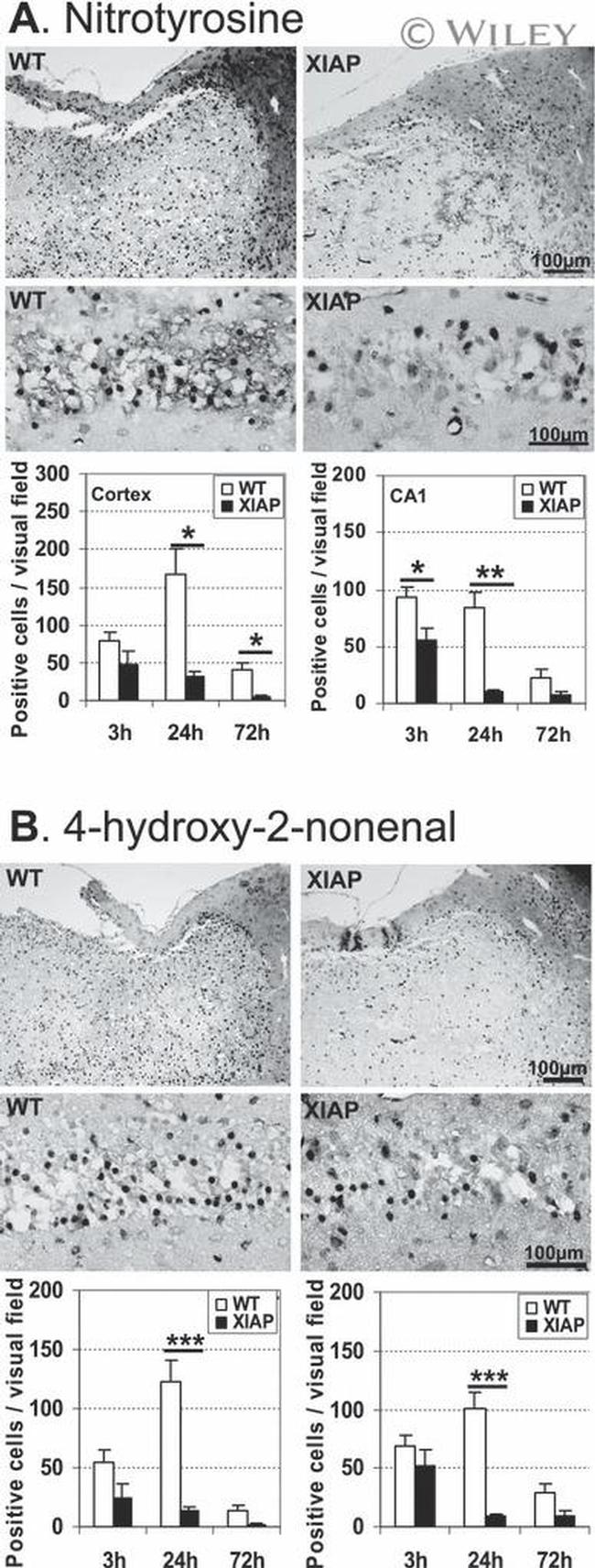 Nitrotyrosine Antibody in Immunohistochemistry (Paraffin) (IHC (P))