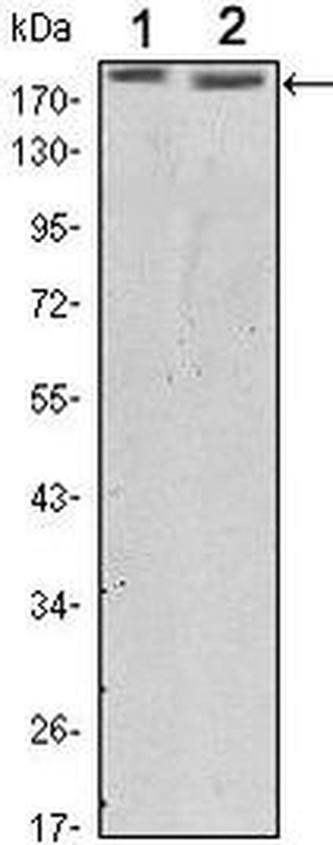 ErbB2 (HER-2) Antibody in Western Blot (WB)