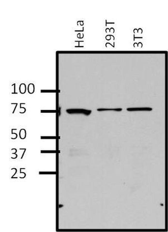 ERK3 Antibody in Western Blot (WB)