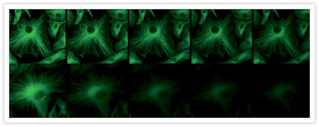 Mouse IgG (H+L) Cross-Adsorbed Secondary Antibody in Immunocytochemistry (ICC/IF)