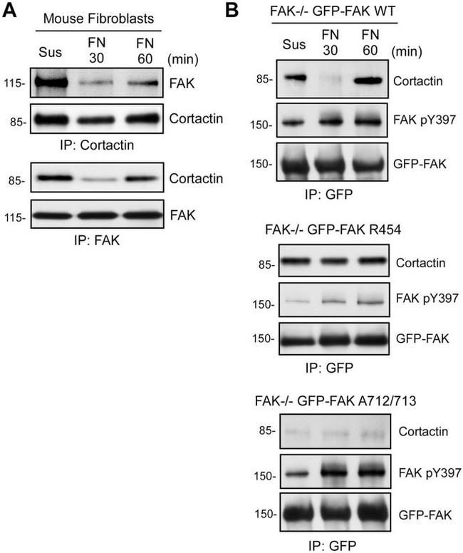 Phospho-FAK (Tyr397) Antibody in Western Blot (WB)