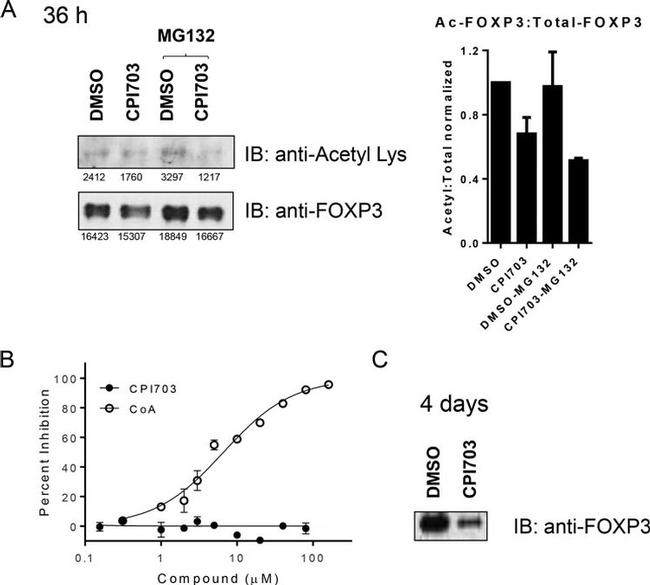 FOXP3 Antibody in Western Blot, Immunoprecipitation (WB, IP)