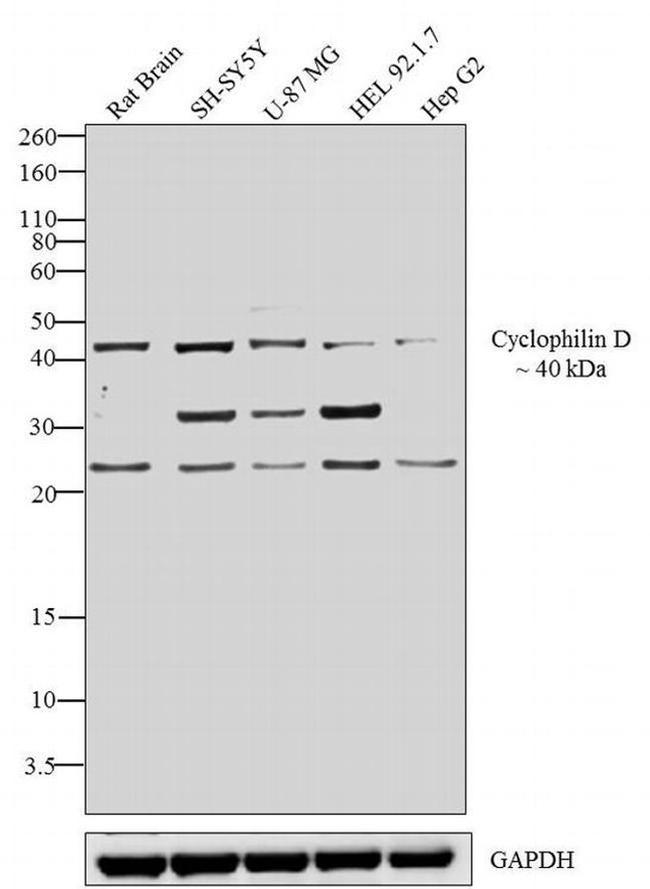 Rabbit IgG (H+L) Cross-Adsorbed Secondary Antibody in Western Blot (WB)