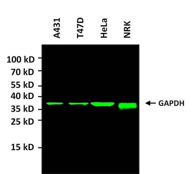 GAPDH Loading Control Antibody in Western Blot (WB)